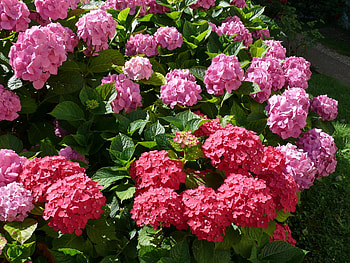 red n pink, nature, flowers, good, field HD wallpaper