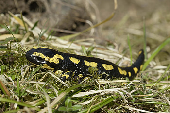 Animals, Grass, Tail, Triton HD wallpaper
