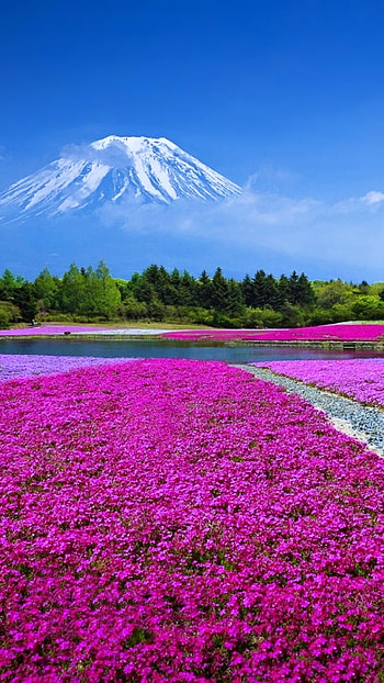 nature, flower HD phone wallpaper