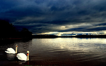 Priceless, swan HD wallpaper