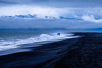 Bird Sea Flight , bird, sea, flight HD wallpaper