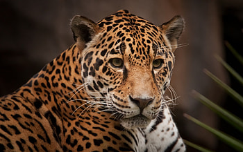 Leopard, Leopard , Animal HD wallpaper