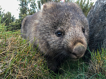 Wombat conservation, Cradle Mountain monitoring, Wildcare initiative, Natural habitat HD wallpaper