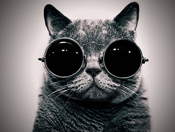Animals, Cats HD wallpaper