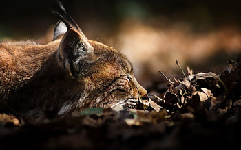 Lynx essence, Wildlife , Enigmatic creature, Feline artistry HD wallpaper