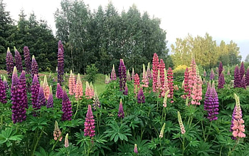 Lupine Meadow, lupines, Latvia, meadow, flowers HD wallpaper