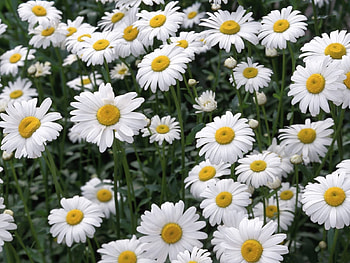 Plants, Flowers, Camomile HD wallpaper