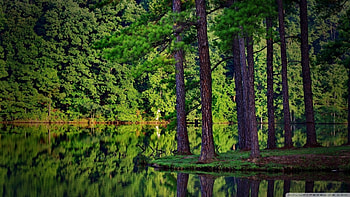 Forest reflection, Green, Grass, Trees, Trunks, Water HD wallpaper
