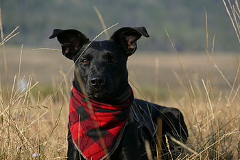Animals, Grass, Dog, Muzzle, Handkerchief, Kerchief HD wallpaper