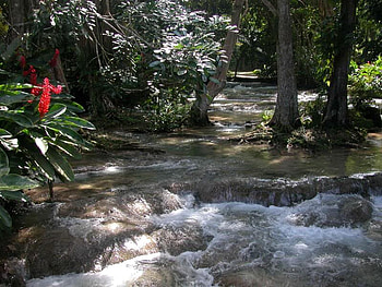 Beauty of Dunn's River, trees, river, water, flower HD wallpaper