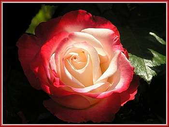 Sunday Rose for Dn , rose, sunday, garden, nature, friendship HD wallpaper