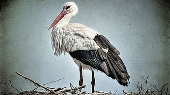 Animals, Feather, Beak, Branches, Nest, Stork HD wallpaper