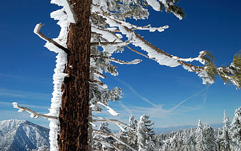 Winter, Nature, Sky, Snow, Wood, Tree, Branches, Trunk, South, North HD wallpaper