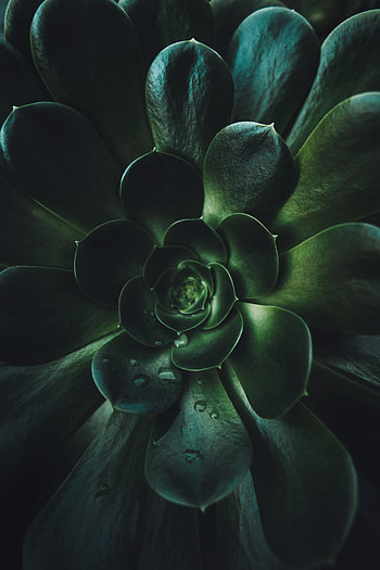 Leaves, Plant, Macro, Succulent HD phone wallpaper