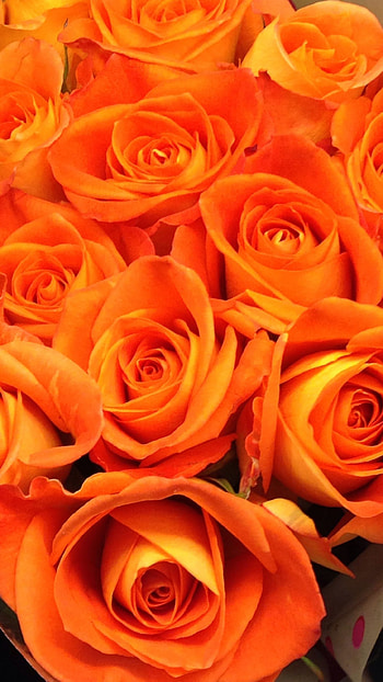 Orange Colour, Orange Colour Rose, Orange Rose HD phone wallpaper