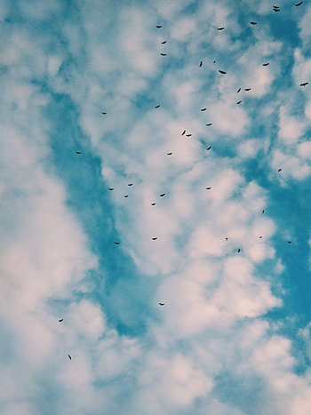 Nature, Birds, Sky, Clouds, Flock HD phone wallpaper