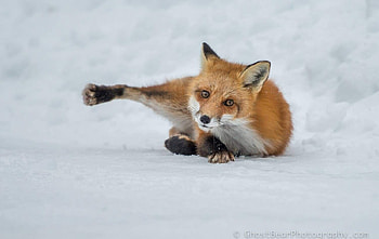 Fox, animal, winter, white, iarna, snow, vulpe, paw HD wallpaper