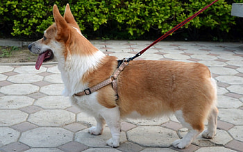 Cute dog, dog, cute, pet, animals HD wallpaper