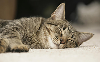 Animals, Cats HD wallpaper