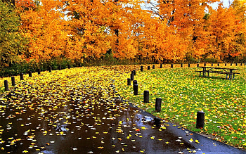 after the rain, autumn, trees, leaves, road HD wallpaper