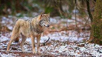 Lonesome Hunter, trees, forest, wolf, snow, predator HD wallpaper