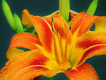 Lily, close-up, orange, flower HD wallpaper