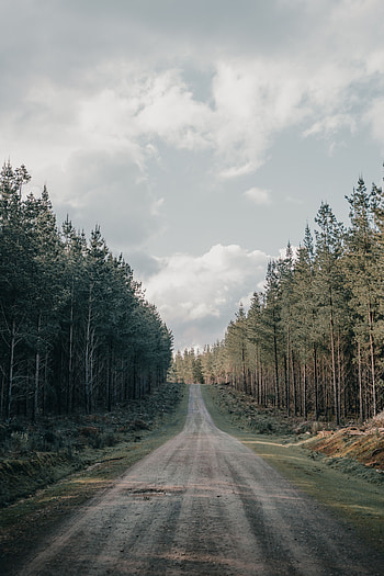 Nature, Coniferous, Road, Forest, Hill HD phone wallpaper