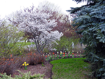 Park Flowers, graphy, Tulips, Grass, Trees, Flowers, Nature, Spring, Daffodils HD wallpaper