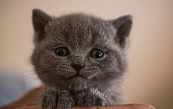 My face when I'm cute!, animal, kitten, grey, cute, cat HD wallpaper