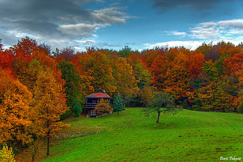 Autumn Trees, , trees, colors, autumn, beautiful HD wallpaper