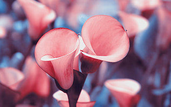 Calla Lily, High definition , Captivating beauty, Flower power HD wallpaper