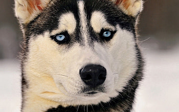 Animals, Dog, Muzzle, Sight, Opinion, Husky, Haska, Blue-Eyed, Blue Eyed HD wallpaper