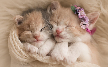 Darling pets, Adorable animals, Charming companions, Precious cuties HD wallpaper