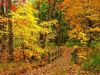 autumn scene 15, nature, tress, fall HD wallpaper