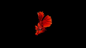 Betta Fish, fish, animals HD wallpaper