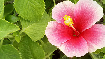 Pink hibiscus, , Nature's beauty HD wallpaper