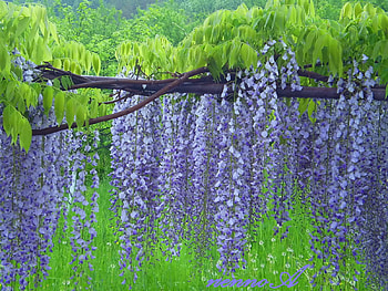 beauty of nature, purple, wisteria, green, nature, flowers HD wallpaper