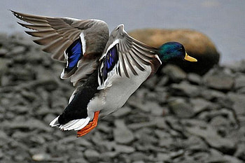 Flying Duck, flying, duck, beautiful HD wallpaper