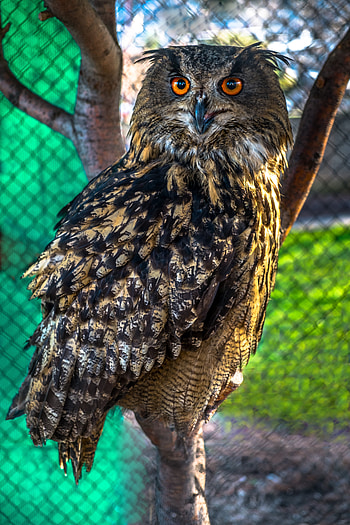 Animals, Owl, Bird, Blur, Smooth, Predator, Sight, Opinion HD phone wallpaper