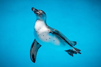 Animals, Water, Bird, Underwater World, To Swim, Swim, Penguin HD wallpaper