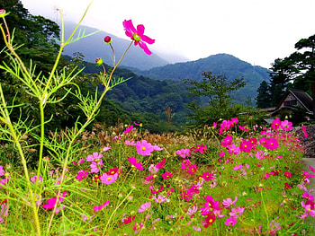 Pretty mountain flowers, peaks, nice, wildflowers, greenery, chalet, house, beautiful, grass, mountain, cabin, summer, pretty, freshnewss, freshness, nature, sky, flowers, cottage, lovely HD wallpaper
