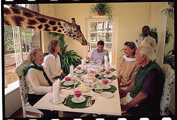 visitor, africa, animal, giraffe, nature HD wallpaper