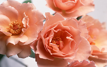 Plants, Flowers HD wallpaper