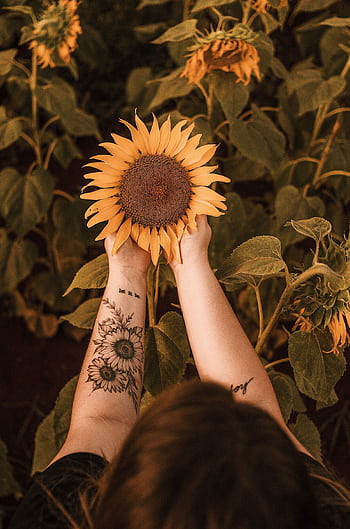 A woman with tattoos holding a sunflower in a blooming field, displaying nature's beauty. HD phone wallpaper