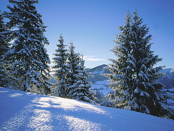 Landscape, Winter, Fir-Trees HD wallpaper