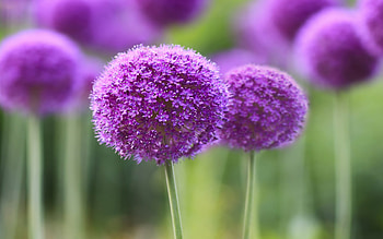 Purple Symphony, purple, flowers HD wallpaper