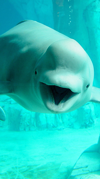Beluga Whale, Best , Baltana, Oceanic wonder HD phone wallpaper