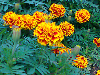 Garden, beautiful, nature, flowers HD wallpaper