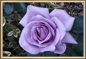 PURPLE ROSE, NATURE, ROSE, PURPLE HD wallpaper