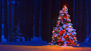 50 Beautiful Christmas tree HD wallpaper